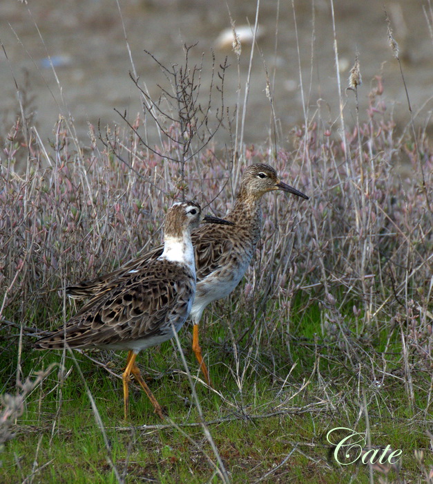 Sono arrivati  i Combattenti